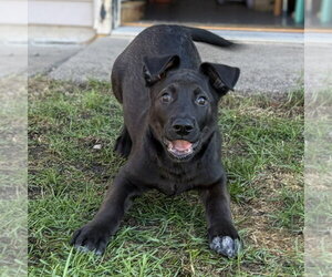 Bagel - Male Shepradors Dog for Adoption - Photo #4