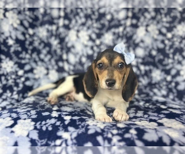 Medium Photo #2 Beagle Puppy For Sale in LAKELAND, FL, USA