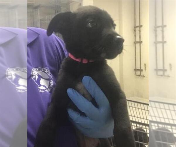 Medium Photo #1 Labrador Retriever-Unknown Mix Puppy For Sale in Conroe, TX, USA