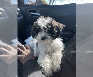 YorkiePoo Puppy for sale in GOLDSBORO, NC, USA