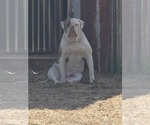 Small Photo #1 American Bulldog Puppy For Sale in JASPER, GA, USA