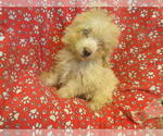 Small #1 F2 Aussiedoodle