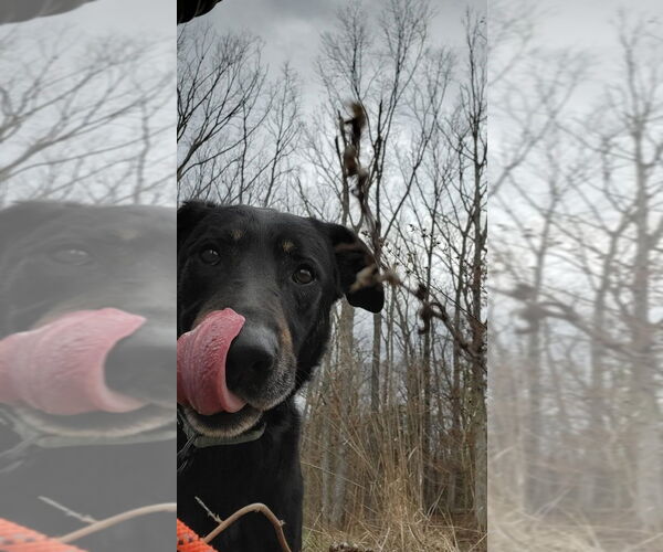 Medium Photo #5 German Shepherd Dog-Unknown Mix Puppy For Sale in Foristell, MO, USA