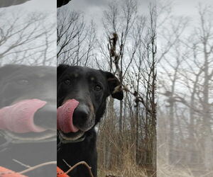 Speedy - Male German Shepherd Dog-Unknown Mix Dog for Adoption - Photo #5