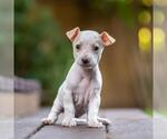 Small #3 Poodle (Miniature) Mix