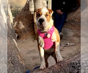 Pearl Jam - Female Mutt Dog for Adoption - Photo #2