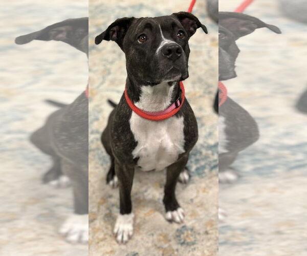 Medium Photo #8 American Pit Bull Terrier-Unknown Mix Puppy For Sale in Manahawkin, NJ, USA