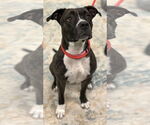 Small #7 American Pit Bull Terrier Mix