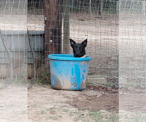 German Shepherd Dog-Unknown Mix Dogs for adoption in La Grange , NC, USA