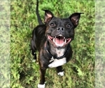 Small #9 Staffordshire Bull Terrier