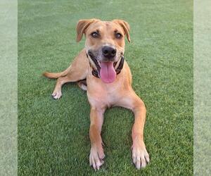 Chihuahua-Unknown Mix Dogs for adoption in San Diego, CA, USA