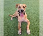 Lanna - Female Chihuahua-Unknown Mix Dog for Adoption - Small photo