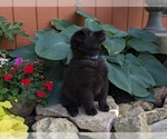 Small #3 Belgian Sheepdog