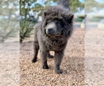 Small #5 Chow Chow