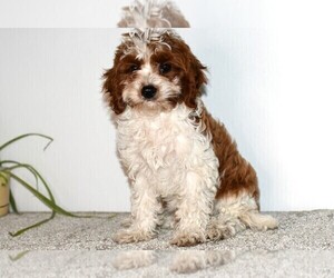 Medium Cavapoo