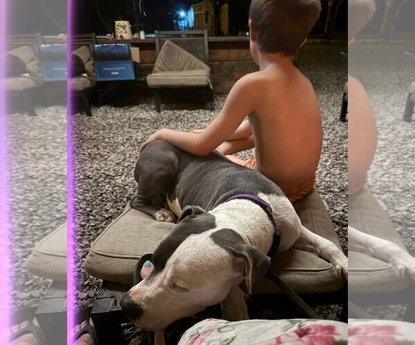 Medium Photo #4 American Pit Bull Terrier-Unknown Mix Puppy For Sale in Oakhurst, NJ, USA