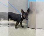 Small Bull Terrier Mix