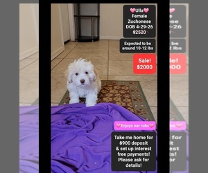 Havanese-Zuchon Mix Puppy for sale in TUCSON, AZ, USA
