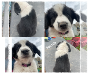 Border Collie-Catahoula Leopard Dog Mix Puppy for sale in ECHO, OR, USA