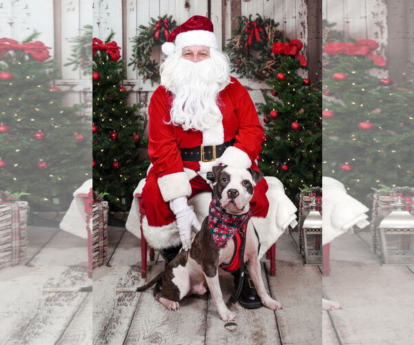 Medium Photo #2 Mutt Puppy For Sale in Rockville, MD, USA