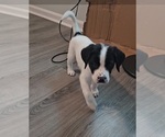 Small #4 German Shorthaired Pointer-Great Pyrenees Mix