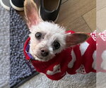 Small #8 Maltese