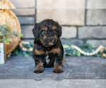 Small Photo #5 Poovanese Puppy For Sale in SUGARCREEK, OH, USA