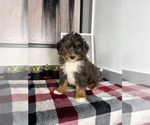Bernedoodle (Miniature) Puppy for sale in FRANKLIN, IN, USA