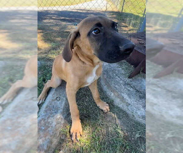 Medium Photo #4 Mutt Puppy For Sale in Tarrytown, GA, USA