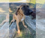 Small Photo #4 Mutt Puppy For Sale in Tarrytown, GA, USA