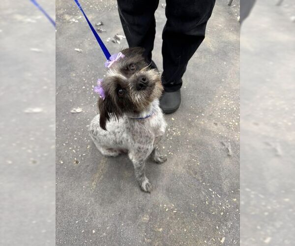 Medium Photo #7 Mutt Puppy For Sale in The Woodlands, TX, USA