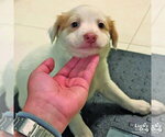 Small #1 Mutt