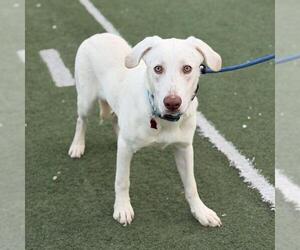 Trevor - Male Labrador Retriever-Unknown Mix Dog for Adoption - Photo #2
