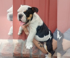 Bulldog Puppy for sale in COTTAGEVILLE, SC, USA