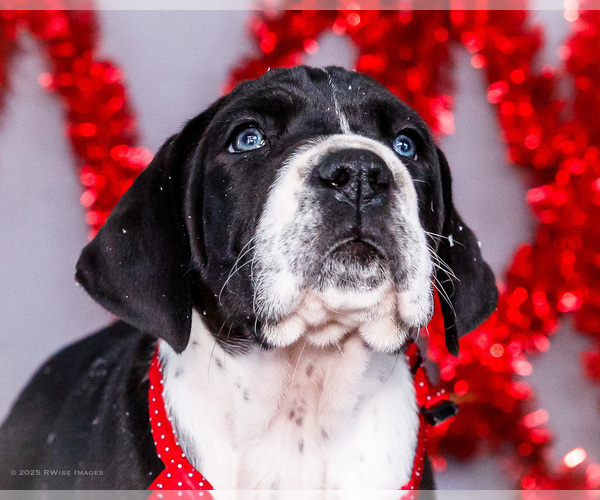Medium Photo #45 Great Dane Puppy For Sale in WAKARUSA, IN, USA