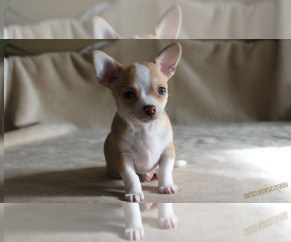 Medium Photo #2 Chihuahua Puppy For Sale in HUDSONVILLE, MI, USA