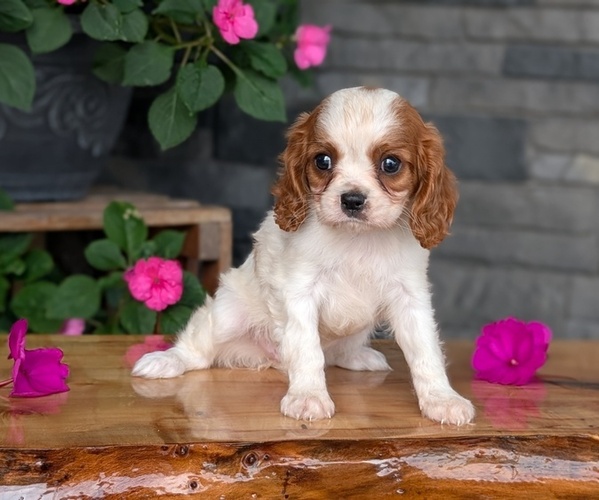 Medium Photo #11 Cavalier King Charles Spaniel Puppy For Sale in GOSHEN, IN, USA