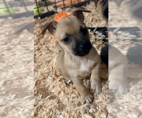 Medium Photo #1 Chihuahua-Norwich Terrier Mix Puppy For Sale in Woodland, CA, USA