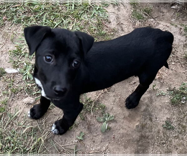 Medium Photo #3 Labrador Retriever-Unknown Mix Puppy For Sale in Garner, NC, USA