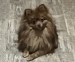 Small Photo #1 Pomeranian Puppy For Sale in MIDDLETOWN, OH, USA