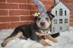 Small Photo #3 Australian Cattle Dog Puppy For Sale in HONEY BROOK, PA, USA