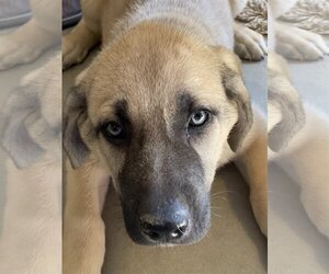 Anatolian Shepherd-Great Pyrenees Mix Dogs for adoption in PEYTON, CO, USA