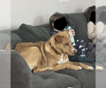 Small #3 Labrador Retriever Mix