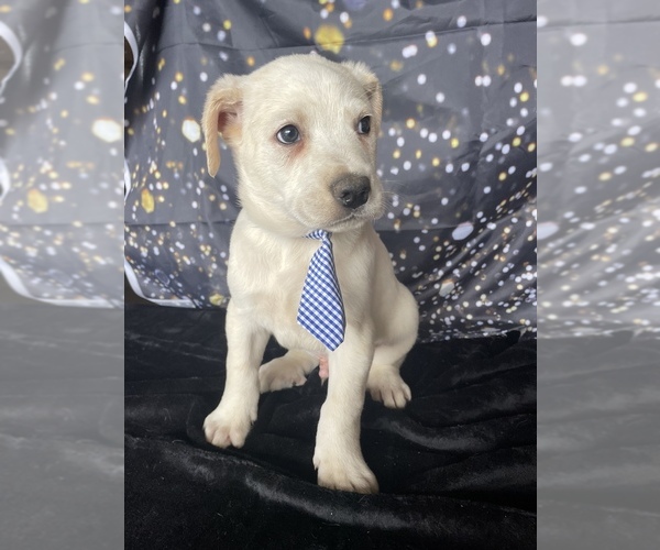 Medium Photo #2 Australian Cattle Dog-Great Pyrenees Mix Puppy For Sale in LANCASTER, PA, USA