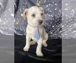 Small Photo #2 Australian Cattle Dog-Great Pyrenees Mix Puppy For Sale in LANCASTER, PA, USA