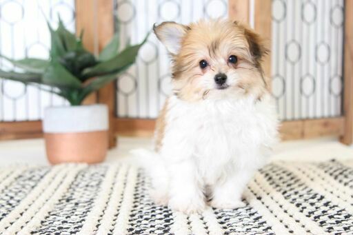 Medium Photo #1 Papichon Puppy For Sale in NAPLES, FL, USA