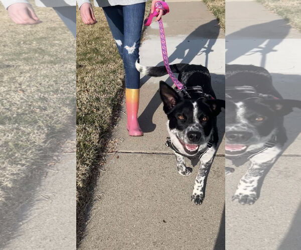 Medium Photo #6 Mutt Puppy For Sale in Sandy, UT, USA