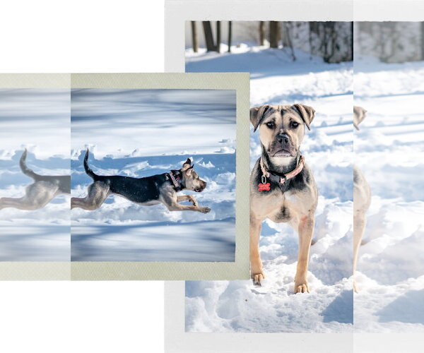 Medium Photo #5 Mutt Puppy For Sale in Chester, NJ, USA