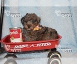 Small Photo #19 Poodle (Toy) Puppy For Sale in SANGER, TX, USA
