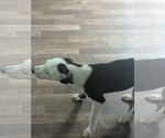 Small #6 Border Collie Mix